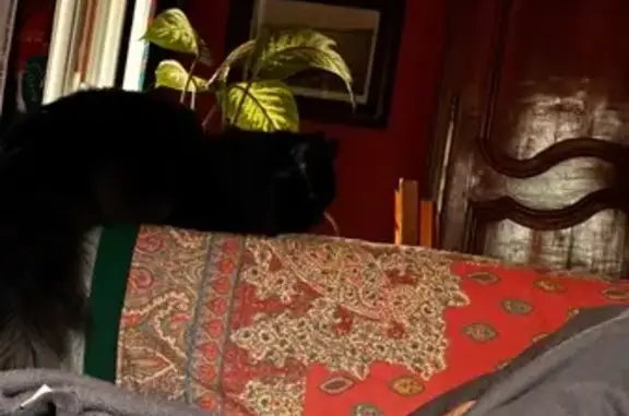 Mainecoon noir perdu à Nohanent aujourd'hui - photo