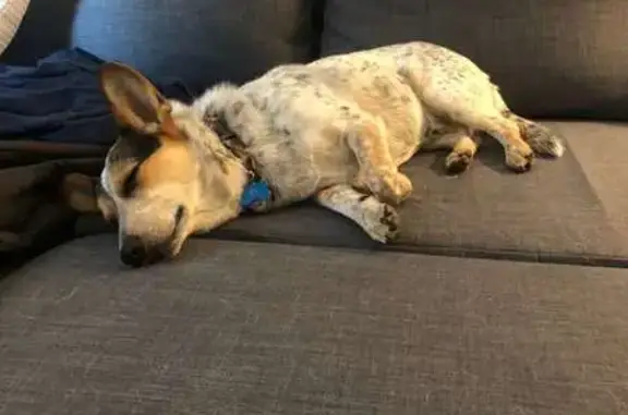 Help Find Our Lost Corgi Mix in Littleton!