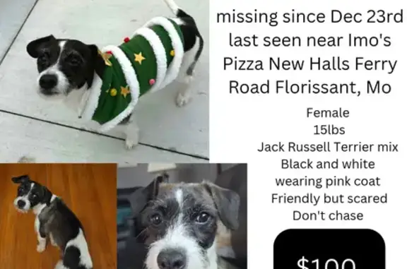 Missing dog Florissant, photo: Help Find Winnie: Lost Jack Russell Mix