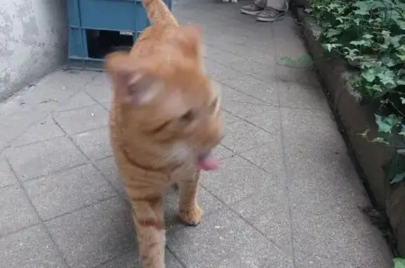 Chat roux sociable trouvé à Nice - photo