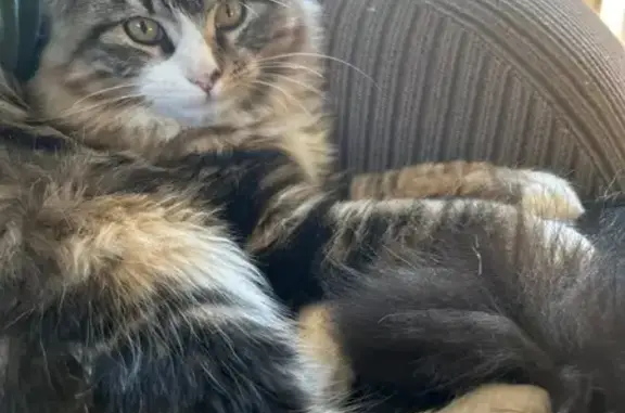 Lost Cat: Bell Collar with Crowns - Henderson