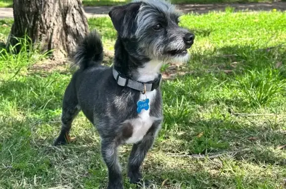 Lost pets , photo: Lost Grey Dog in Parramatta, NSW