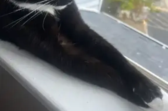 Missing cat Clementon, photo: Lost Tuxedo Cat: Friendly, Needs Help!