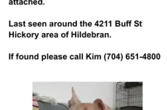 Missing dog Hickory, photo: Help Find Tink: Lost Dog in Hickory