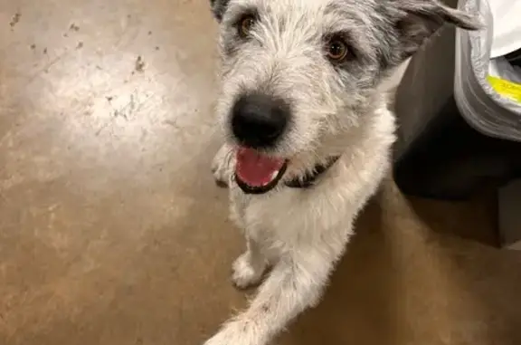 Found dog West Valley City, photo: Found Dog: White Coat, Black Ears - WV City