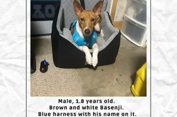 Lost Skittish Dog: Odum Hwy, Jesup