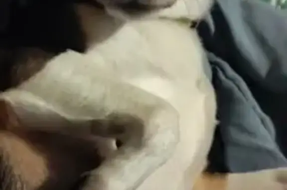 Lost Timid Chihuahua Mix on Watson Ave