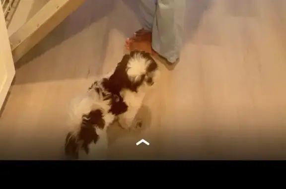 Lost Shih Tzu: Help Find Fenty in Hillsboro!