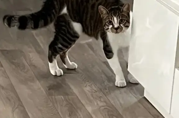 Chat perdu : Ninou, 10 mois, Laudun-l'Ardoise - photo