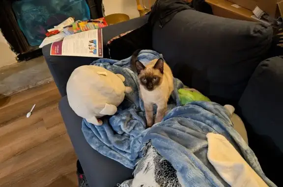Lost Siamese Tabby Mix in Pearblossom