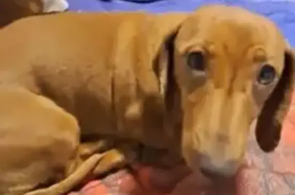 Lost Dog: Shy Boksie in Randfontein