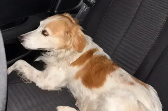 Chien trouvé Perpignan, photo: Chienne Louna retrouvée grâce à son tatouage