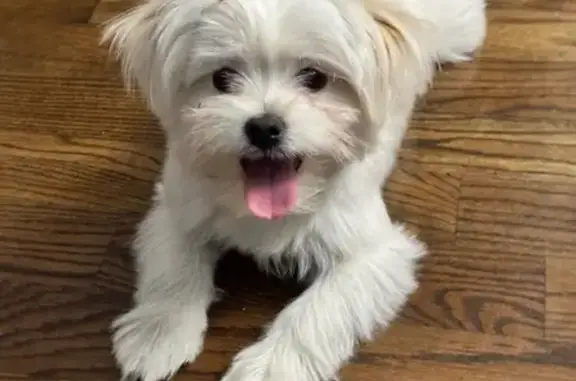 Lost Dog: Friendly White Pup, Pink Collar