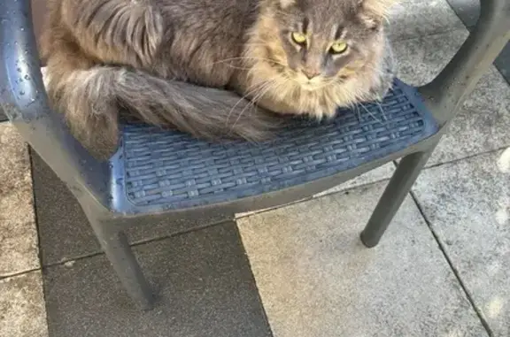 Chat Maine Coon perdu à Éloie - photo