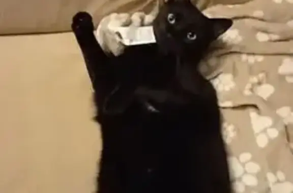 ¡Ayuda! Buscamos a Gato Negro Perdido