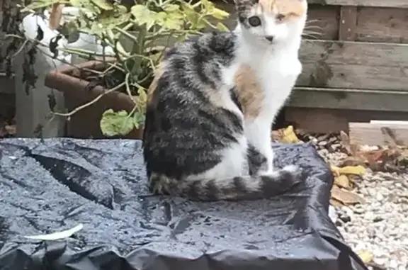 Chat perdu, Bouffémont, photo: Chatonne perdue, un œil, Bouffémont
