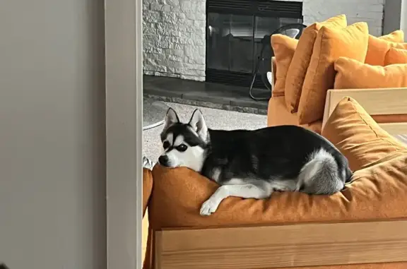 Lost Alaskan Klee Kai: Help Us Find Edward