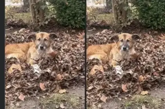 Lost: Honey Brown Dog Needs Medicine - photo