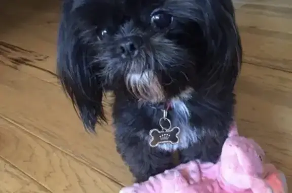 Missing dog Fairfield University, photo: Lost Dog on Bridgeton Fairton Rd