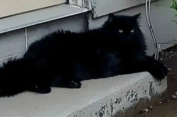 Missing: Large Black Cat in Prescott Valley