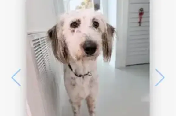Found dog Boynton Beach, photo: White Dog Found Near Woolbright, Boynton