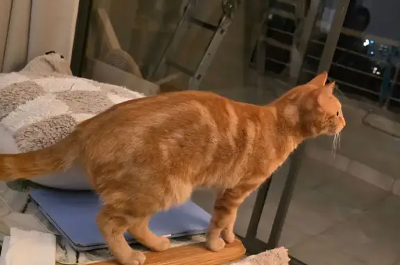 Lost Ginger Cat on Vredehoek Ave