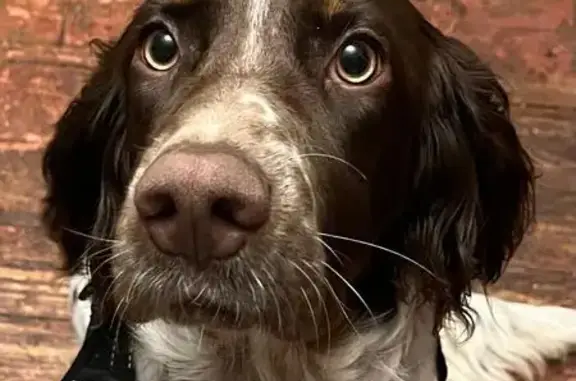 Chien perdu Cesson-Sévigné, photo : Chiot Épagneul perdu à Cesson-Sévigné