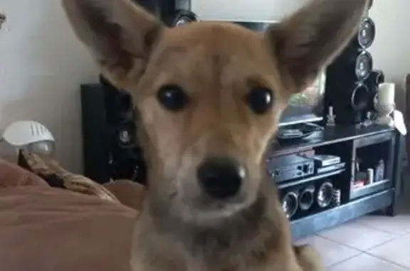 Found dog , photo: Found: Little Brown Female Afrikanis Dog