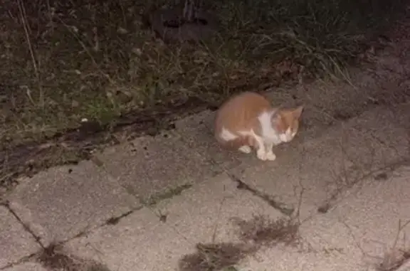 Animaux trouvés Urrugne, photo: Chat trouvé avec griffures à Urrugne