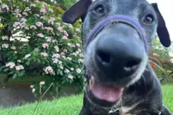 Lost Black Dog: Kneale St, Brisbane