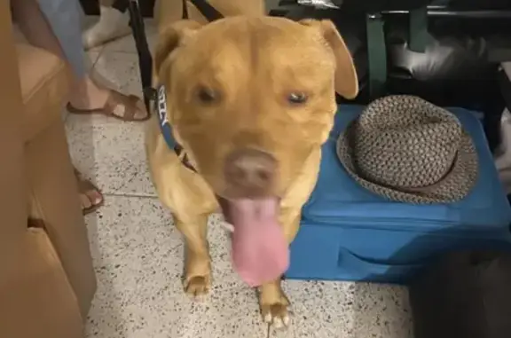 Found dog Charles Sturt, photo: Found Male Dog: Christmas Day, Addison Rd