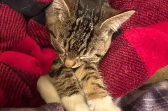 Found cat Norwalk, photo: Found Young Male Cat: Gray & Striped, Norwalk