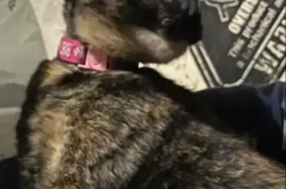 Help Find Coco: Missing Tortoiseshell Cat