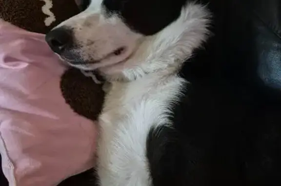 Found: Young Border Collie in...