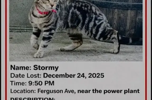 Lost Gray Tabby Cat Near Ferguson Ave