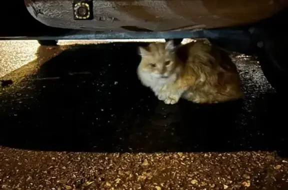 Gato encontrado Benidorm, foto: Gato Perdido: ¡Ayuda a Reunirlo con su Dueño!