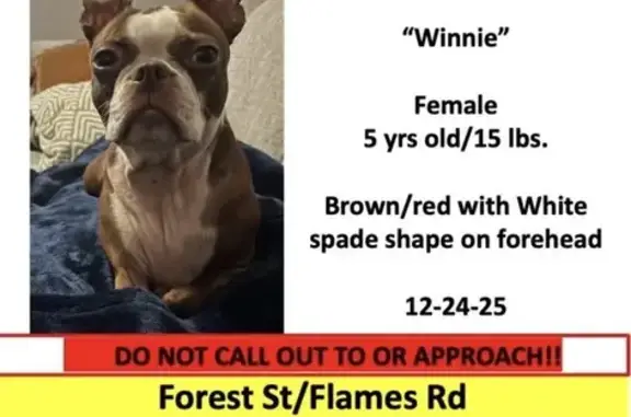 Lost Boston Terrier: Forest St, Marshfield - photo