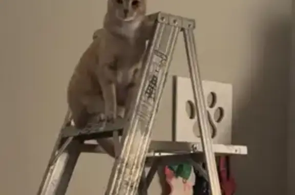 Lost Spayed Cat Near S. 72nd St, Lincoln