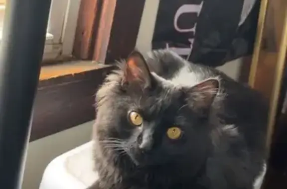 Lost Black Cat with Yellow Eyes - Mingo - photo