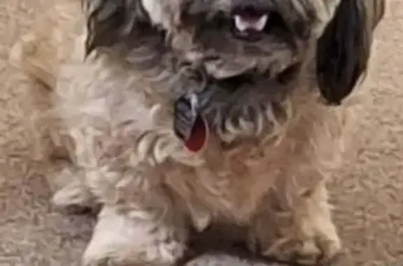 Lost Tan Shih Tzu: 8-Year-Old Female - photo
