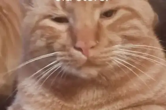 Lost: Friendly Orange & White Bobtail Cat