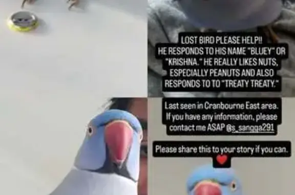Lost Blue Indian Ringneck in Casey City