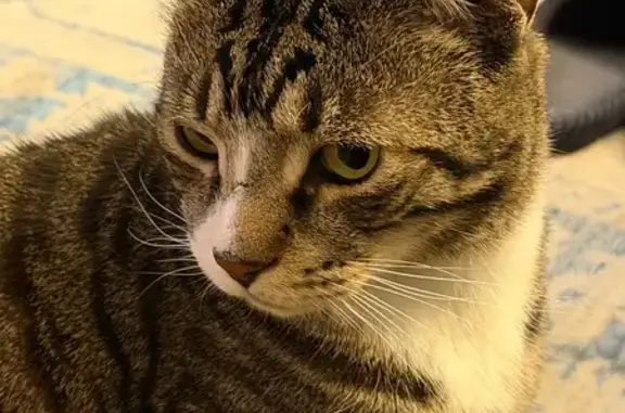 Lost Tabby Louie: Help Find Him in PA