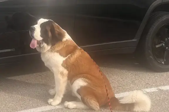 Lost 150lb Dog on County Road 37, MS - photo