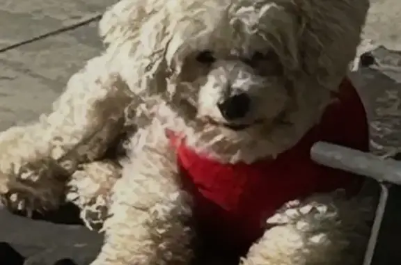 Lost: Elderly White Mini Poodle, Nat'l City