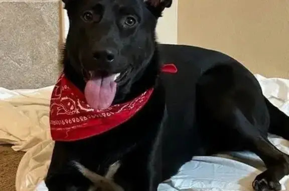 Lost Dog: Speckled Paws, Willis TX