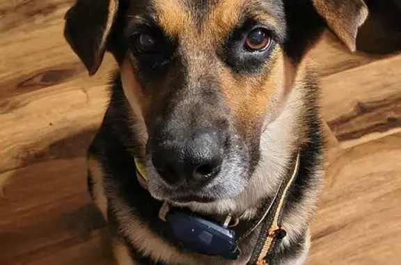 Friendly Lost Dog with Yellow Collar