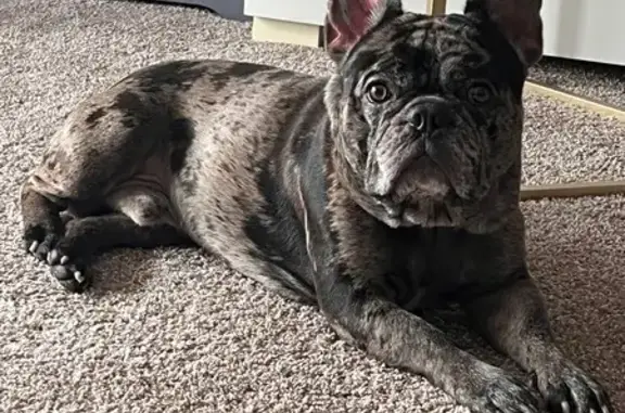 Lost Merle French Bulldog in Layhill