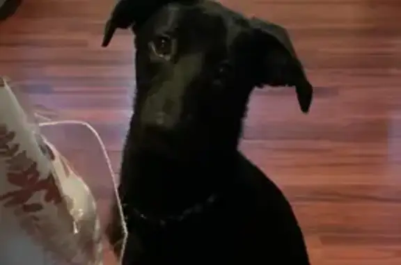 Missing dog Alexander, photo: Help Find Luna: Lost Dog in Alexander