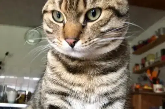 Animaux perdus Villeneuve-sur-Yonne, photo: Chat gris tigré perdu, craintif, rue Notre-Dame